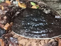 Ganoderma resinaceum