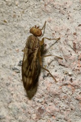 Opomyza germinationis