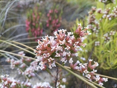 Erica walkeria