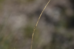 Achnatherum bromoides