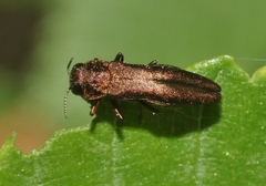 Agrilus ribesi