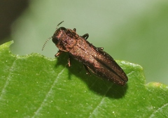 Agrilus ribesi