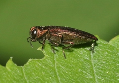 Agrilus ribesi