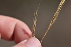 Achnatherum bromoides