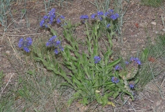 Anchusa officinalis
