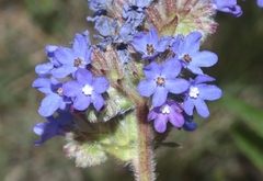 Anchusa officinalis