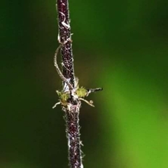 Arabidopsis thaliana