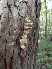 Agaricomycotina
