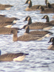 Anser brachyrhynchus