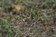 Centaurea solstitialis