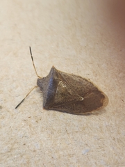 Euschistus variolarius