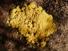 Fuligo septica