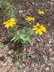 Heliopsis parvifolia
