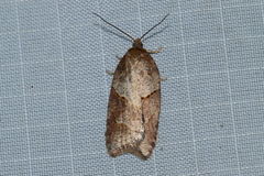 Acleris maccana