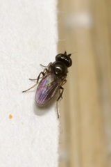 Oscinellinae