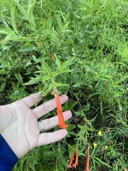 Bouvardia ternifolia