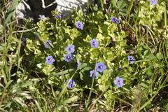 Lysimachia arvensis caerulea