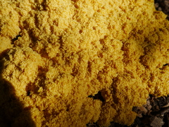 Fuligo septica