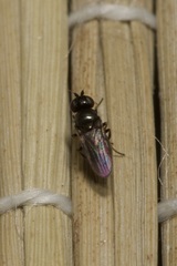 Oscinellinae