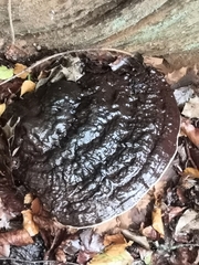 Ganoderma resinaceum