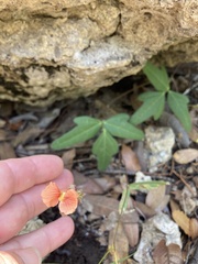 Macroptilium gibbosifolium