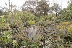 Agave inaequidens