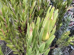 Leucadendron laureolum