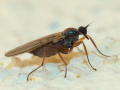Hybotidae