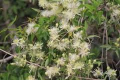 Clematis montevidensis