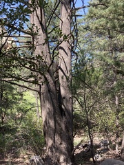 Cupressus arizonica