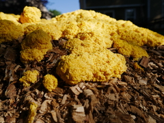 Fuligo septica