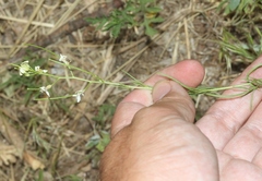 Sisymbrium altissimum