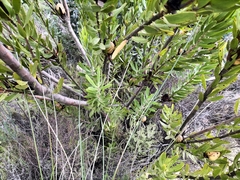 Leucadendron laureolum