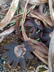 Astraeus hygrometricus