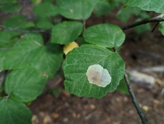 Cameraria hamameliella