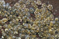 Balanomorpha