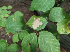 Cameraria hamameliella