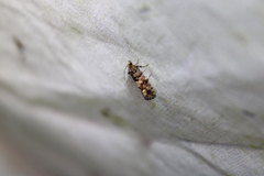 Eucopina tocullionana