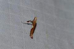 Caloptilia stigmatella