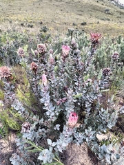 Protea eximia