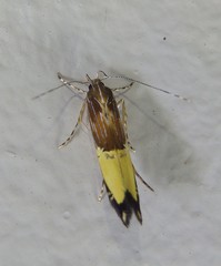 Labdia deliciosella