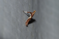 Caloptilia stigmatella