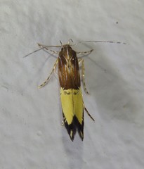 Labdia deliciosella