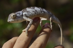 Chamaeleo dilepis