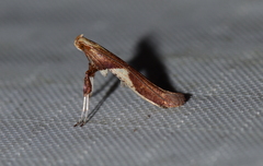 Caloptilia stigmatella