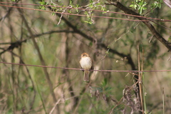 Myiophobus fasciatus
