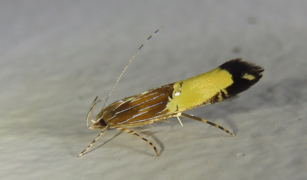 Labdia deliciosella