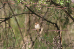 Myiophobus fasciatus