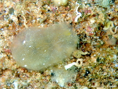 Ascidia conchilega