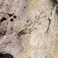 Sphenarium purpurascens